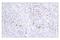 TNF Receptor Superfamily Member 9 antibody, 19541S, Cell Signaling Technology, Immunohistochemistry paraffin image 
