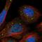 Myeloid Cell Nuclear Differentiation Antigen antibody, NBP1-87180, Novus Biologicals, Immunocytochemistry image 