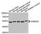 Gamma-Aminobutyric Acid Type A Receptor Alpha5 Subunit antibody, PA5-76456, Invitrogen Antibodies, Western Blot image 