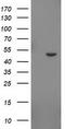 Indoleamine 2,3-dioxygenase 2 antibody, TA501378S, Origene, Western Blot image 