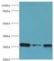 Chloride Intracellular Channel 1 antibody, LS-C375479, Lifespan Biosciences, Western Blot image 