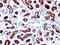 Trefoil Factor 1 antibody, MBS438970, MyBioSource, Immunohistochemistry paraffin image 