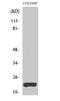 TNF Superfamily Member 15 antibody, STJ96238, St John