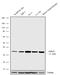 G-protein coupled receptor 55 antibody, 720285, Invitrogen Antibodies, Western Blot image 