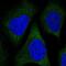 Tubulin Folding Cofactor E Like antibody, HPA038594, Atlas Antibodies, Immunofluorescence image 
