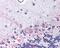 Prostaglandin E Receptor 3 antibody, 48-422, ProSci, Immunohistochemistry frozen image 