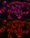 3-Hydroxy-3-Methylglutaryl-CoA Reductase antibody, GTX54088, GeneTex, Immunofluorescence image 