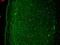Potassium Voltage-Gated Channel Subfamily Q Member 4 antibody, NBP2-12899, Novus Biologicals, Immunohistochemistry frozen image 