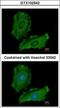 Protein Tyrosine Phosphatase Non-Receptor Type 12 antibody, GTX102542, GeneTex, Immunocytochemistry image 