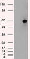 Nuclear Receptor Binding Protein 1 antibody, CF500450, Origene, Western Blot image 