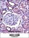 Bone Morphogenetic Protein 7 antibody, 57-313, ProSci, Immunohistochemistry frozen image 