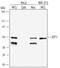 Activating Transcription Factor 1 antibody, AF4370, R&D Systems, Western Blot image 