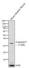 Gap Junction Protein Alpha 4 antibody, 40-4200, Invitrogen Antibodies, Western Blot image 