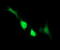 Indoleamine 2,3-Dioxygenase 1 antibody, TA506367, Origene, Immunofluorescence image 