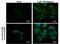 Calcium Binding And Coiled-Coil Domain 2 antibody, MA5-18300, Invitrogen Antibodies, Immunofluorescence image 