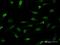 High Mobility Group AT-Hook 2 antibody, H00008091-M04, Novus Biologicals, Immunocytochemistry image 