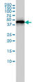 Actin Related Protein 3 antibody, LS-C133623, Lifespan Biosciences, Western Blot image 