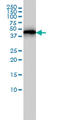 Actin-related protein 3 antibody, LS-C133623, Lifespan Biosciences, Western Blot image 