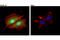 Galectin 3 antibody, 87985S, Cell Signaling Technology, Immunofluorescence image 
