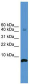 Cortistatin antibody, TA342646, Origene, Western Blot image 