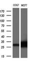 Neurotrophin 4 antibody, MA5-24884, Invitrogen Antibodies, Western Blot image 