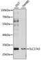Solute Carrier Family 17 Member 5 antibody, LS-C750394, Lifespan Biosciences, Western Blot image 