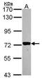 TLE Family Member 1, Transcriptional Corepressor antibody, PA5-29086, Invitrogen Antibodies, Western Blot image 