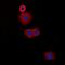 DISC1 Scaffold Protein antibody, orb74868, Biorbyt, Immunofluorescence image 