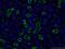 CD13 antibody, 66211-1-Ig, Proteintech Group, Immunofluorescence image 