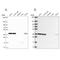 Nucleoporin 37 antibody, NBP2-55454, Novus Biologicals, Western Blot image 