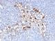 Melanoma Cell Adhesion Molecule antibody, V2698IHC-7ML, NSJ Bioreagents, Immunohistochemistry frozen image 