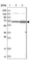 Eukaryotic Translation Initiation Factor 2 Alpha Kinase 2 antibody, NBP1-84878, Novus Biologicals, Western Blot image 