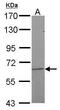 NR5A2 antibody, PA5-28347, Invitrogen Antibodies, Western Blot image 