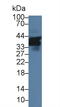 CD84 Molecule antibody, LS-C374075, Lifespan Biosciences, Western Blot image 