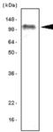 Toll Like Receptor 7 antibody, NBP1-04349, Novus Biologicals, Western Blot image 