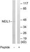 Nei Like DNA Glycosylase 1 antibody, GTX53473, GeneTex, Western Blot image 