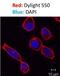 IgM antibody, NBP2-34422R, Novus Biologicals, Immunocytochemistry image 