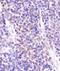 DEP Domain Containing MTOR Interacting Protein antibody, NBP1-49674, Novus Biologicals, Immunohistochemistry frozen image 