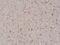 Caveolin 1 antibody, NBP2-77410, Novus Biologicals, Immunohistochemistry paraffin image 