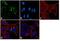 Peroxiredoxin 4 antibody, GTX15574, GeneTex, Immunocytochemistry image 