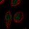 RELT TNF Receptor antibody, NBP2-57601, Novus Biologicals, Immunofluorescence image 