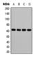 Heterogeneous Nuclear Ribonucleoprotein K antibody, orb393318, Biorbyt, Western Blot image 