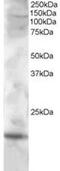 Cystatin F antibody, MBS420813, MyBioSource, Western Blot image 