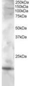 Cystatin F antibody, MBS420813, MyBioSource, Western Blot image 