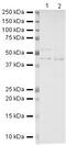 Dystroglycan 1 antibody, PA5-19731, Invitrogen Antibodies, Western Blot image 