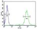 CD69 Molecule antibody, F49169-0.4ML, NSJ Bioreagents, Western Blot image 