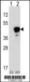Leucine-rich alpha-2-glycoprotein antibody, 62-414, ProSci, Western Blot image 