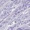 Histidine Rich Glycoprotein antibody, HPA054598, Atlas Antibodies, Immunohistochemistry frozen image 