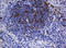 T-cell surface glycoprotein CD1c antibody, LS-C337877, Lifespan Biosciences, Immunohistochemistry frozen image 