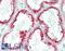 Ribonuclease A Family Member 1, Pancreatic antibody, LS-B15672, Lifespan Biosciences, Immunohistochemistry paraffin image 